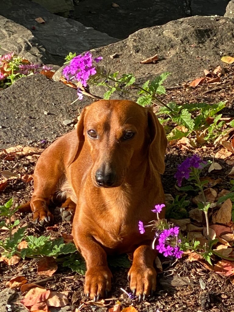 Lincoln (brown dachshund) lying down among purple flowers