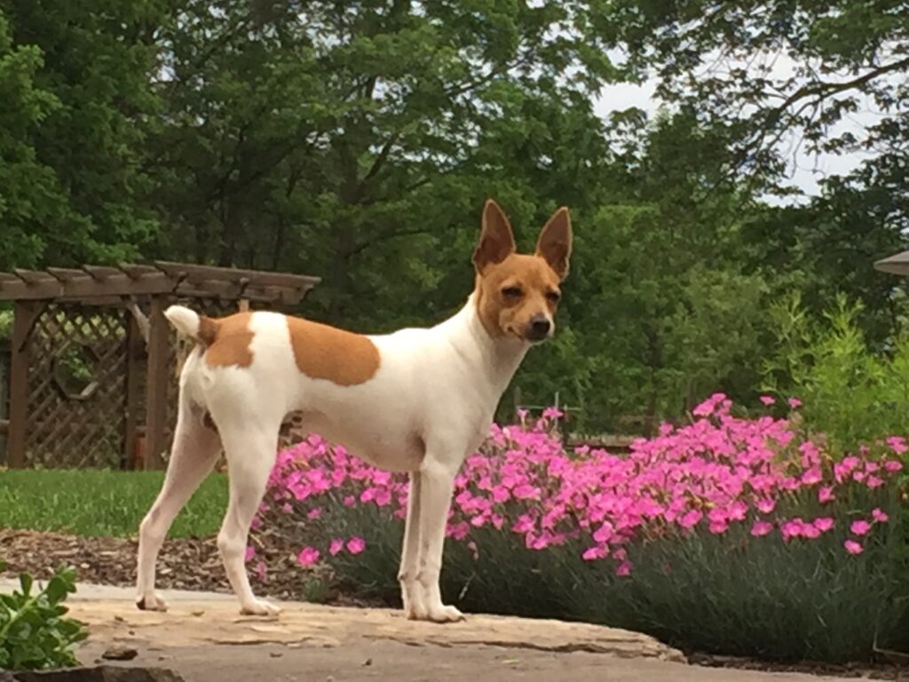 Wrangler (white dog with brown spots) stands in front of pink flowers